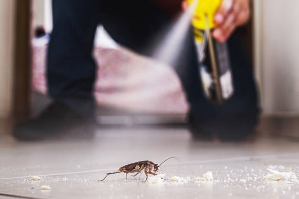 Best Mosquito Control Services  in Kahului, HI
